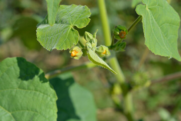 Velvetleaf flower buds