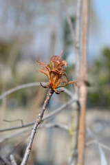 Cut-leaved horse chestnut new leaves