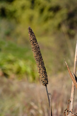 Bulrush millet seeds