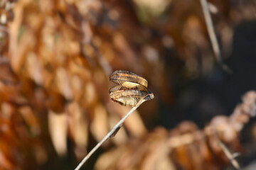 Henrys lily seed pod