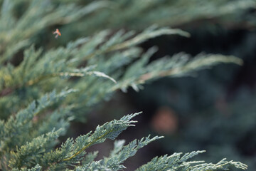 Thuja, gymnosperms of coniferous plants of the Cypress family.
