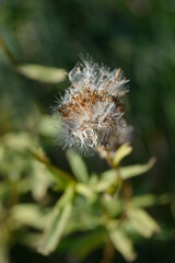 Obraz premium Straw flower seed head