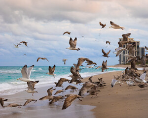 seagulls on the beach