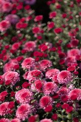 Pink flowers. Solid carpet of lush bright pink and dark scarlet flowers, garden art, close-up of flowering