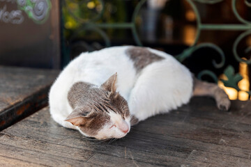 A white and gray cat is curled up in a ball on a metal pedestal.
