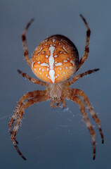 The Krestovik is an ordinary species of araneomorphic spiders from the family of roundworm spiders. A huge poisonous spider hangs from the ceiling.