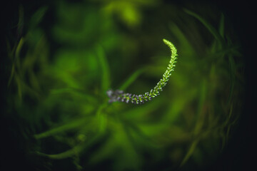 Veronica is a long-leaved plant with a long stem and green leaves. An artistic photo of a flower stem with blurring along the edges and side.