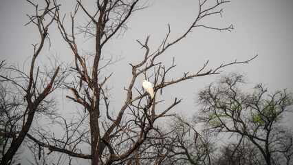 The landscape of Keoladeo National Park in India