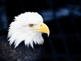 Portrait of a bald eagle