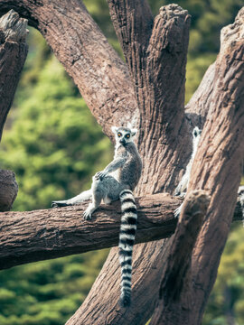 Lemur chilling on a branch in the morning sun