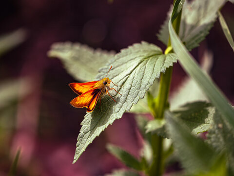 Orange Moth on a green leaf