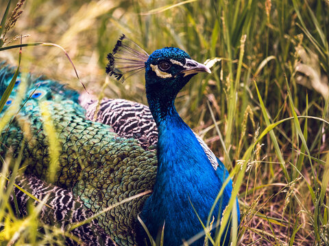 Peacock laying in green grass