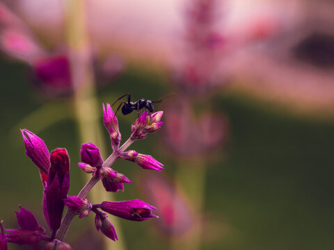 Ant Posing on top of a flower