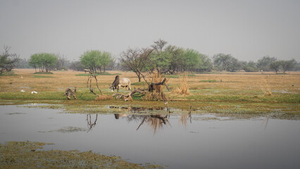 The landscape of Keoladeo National Park in India