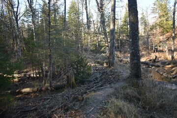 Sentier Père Buteux 15 Novembre 2024