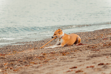 Dog playing with stick on the beach.