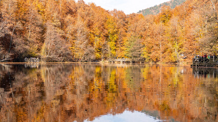 Autumn leaves falling into the lake, magnificent autumn view, bolu Yedigöller National Park