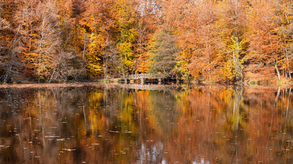 Autumn leaves falling into the lake, magnificent autumn view, bolu Yedigöller National Park