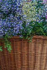 Mimosa, mimosa flowers, fullcolor mimosas flowers, mimosas flowers in her decoration basket