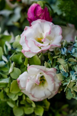 Bouquet white roses flowers. Rose wedding backgrounds. Closeup roses in the garden, isolated natural painting