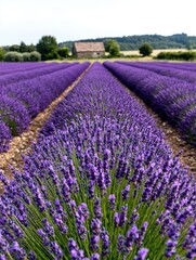 Fototapeta premium Lavender field with old barn in the background