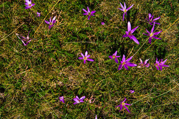 Flowers wall texture, isolated fence flowers in the garden, closeup violete flowers, petals of...