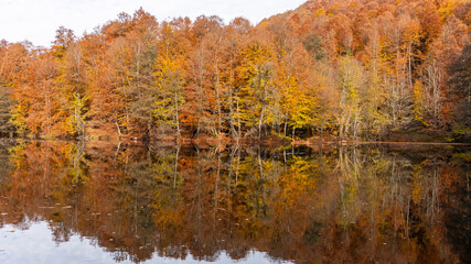 Autumn leaves falling into the lake, magnificent autumn view, bolu Yedigöller National Park