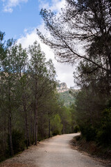 Dirt walking path winding through a lush pine forest with a rocky hill visible in the background under a partly cloudy sky