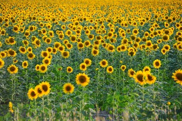 Obraz premium field of sunflowers