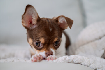 Close-up of a small brown and white puppy lying on a soft white blanket looking relaxed