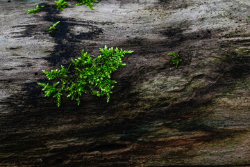 moss growing on the tree trunk