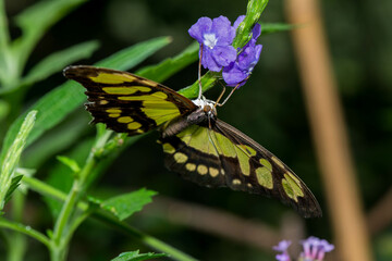A vibrant butterfly, its wings a striking pattern of yellow and black, delicately sips nectar from a cluster of small purple flowers, surrounded by lush green foliage.