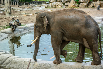 Fototapeta premium Elephant at Water's Edge: An Asian elephant with long tusks carefully navigates the edge of a waterhole in its zoo enclosure.