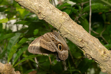 Owl Butterfly Camouflage: An owl butterfly blends seamlessly with a tree branch, showcasing its natural camouflage.