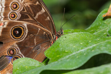 Owl Butterfly on Leaf: A beautiful owl butterfly, with distinctive eyespots on its wings, rests on a vibrant green leaf.