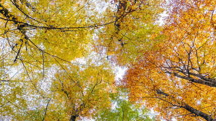 Autumn leaves falling into the lake, magnificent autumn view, bolu Yedigöller National Park