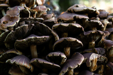 mushrooms growing on a tree trunk covered with moss