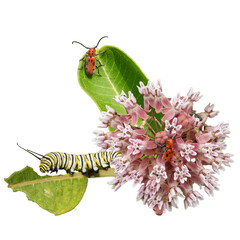 Asclepias syriaca | Common Milkweed | Native North American Wildflower With Monarch Caterpillar and...