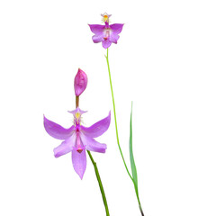Calopogon tuberosus | Tuberous Grass-pink | Native North American Orchid Wildflower Isolated on...