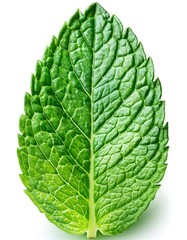 Obraz premium green leaf isolated on white