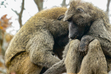 Baboons grooming each other on a colder then normal day