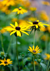 Golden Black-Eyed Susans