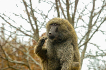 Baboons grooming each other on a colder then normal day
