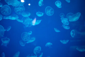 There are a lot of jellyfish in the water. The underwater world in the aquarium