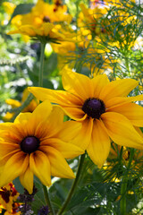 Bouquet of wild flowers in the garden, ful color cotaggecore flowers, cottagecore flowers in the garden in basket too, yellow, violete, white, orange wild flowers