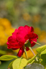 Bouquet red roses flowers. Rose wedding backgrounds. Closeup roses in the garden, isolated natural painting, perfect for card writing invitation
