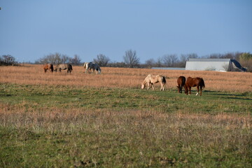 Horses in a Farm Field