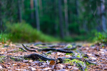 A road in the forest strewn with autumn leaves
