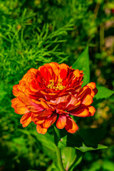 Calendula, flowers of calendula texture , isolated calendula flowers in the garden, closeup orange flowers, petals of Calendula flowers