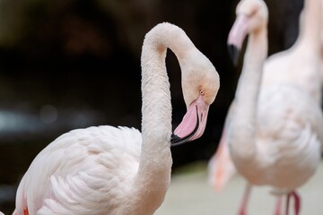 Naklejka premium Flamingo with a gracefully curved neck and pink beak looking downward, against a softly blurred background